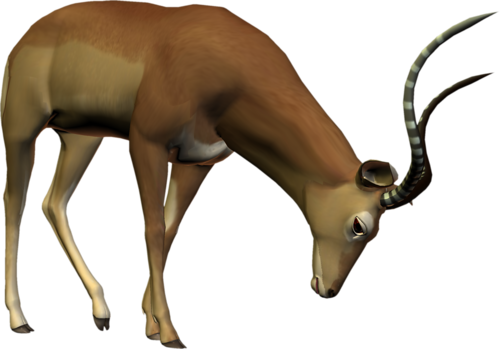 antilop_12.png