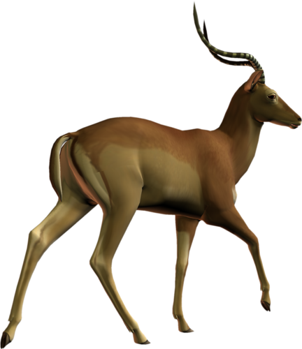 antilop_13.png