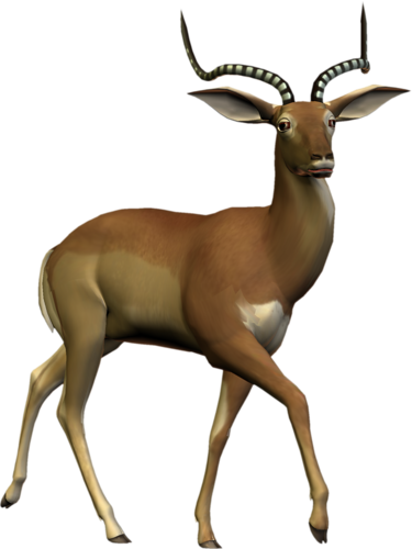 antilop_14.png