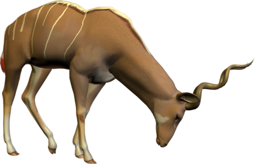 antilop_15.png