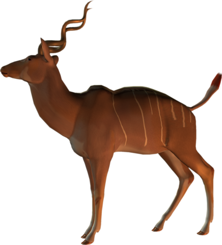 antilop_19.png