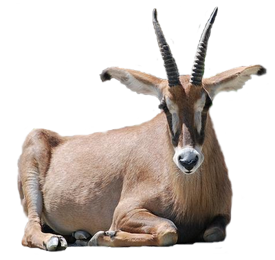 antilop_2.png