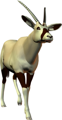 antilop_22.png