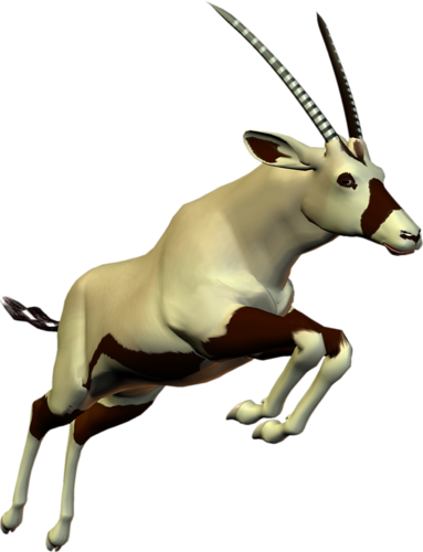 antilop_24.png