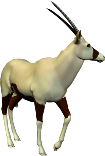 antilop_26.png