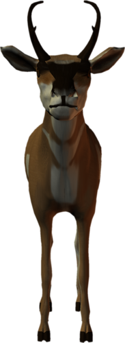 antilop_28.png
