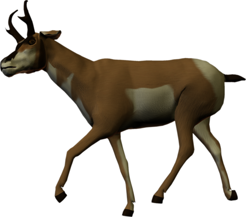 antilop_29.png