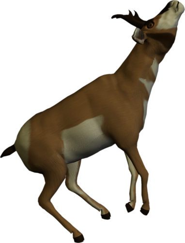antilop_30.png