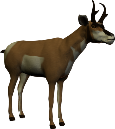 antilop_31.png