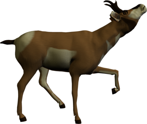 antilop_33.png