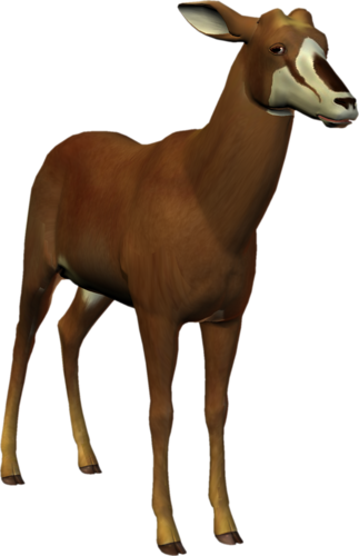 antilop_34.png