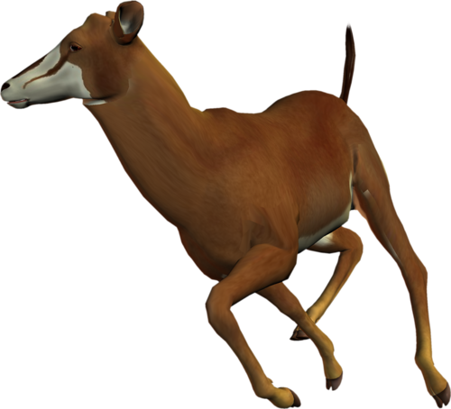 antilop_35.png