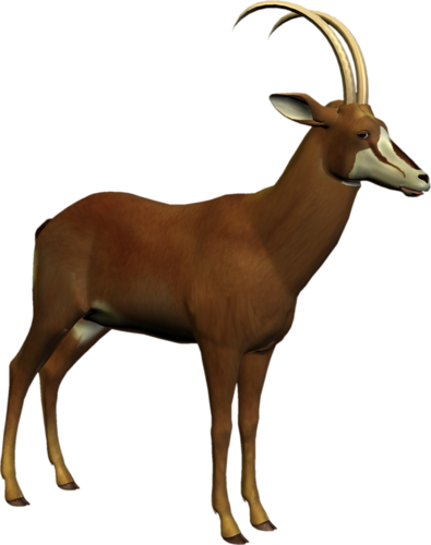 antilop_36.png