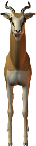 antilop_41.png