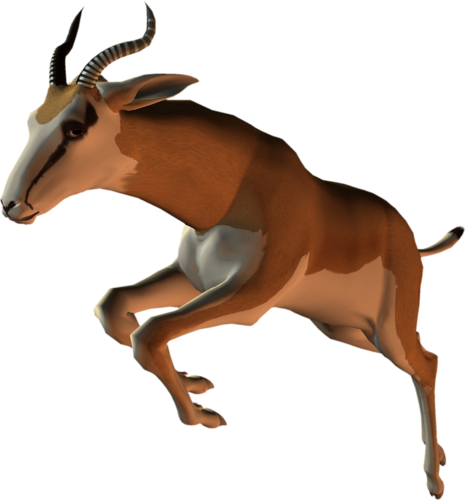 antilop_43.png