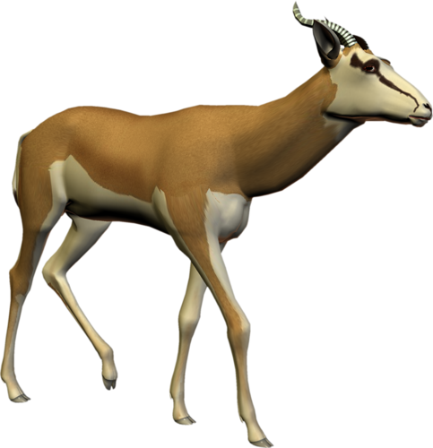 antilop_46.png