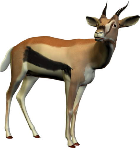 antilop_49.png