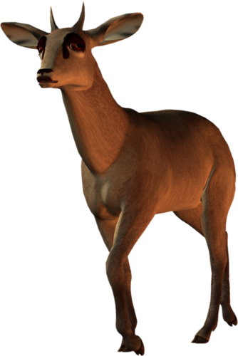 antilop_5.png