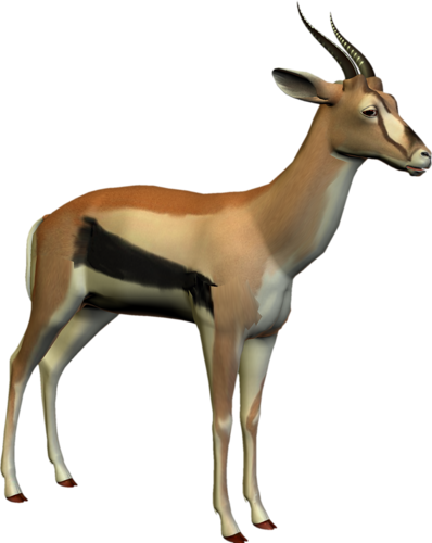 antilop_50.png