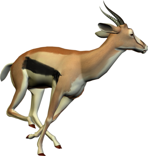 antilop_51.png