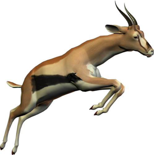 antilop_52.png