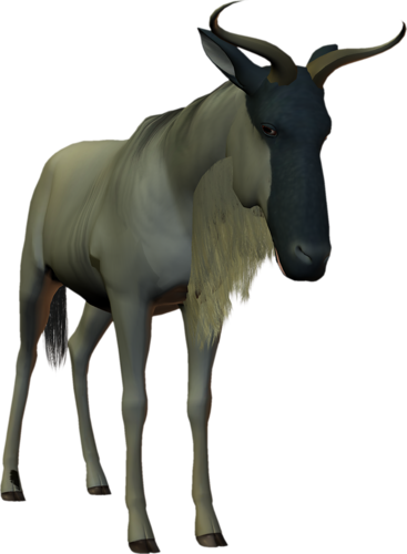 antilop_56.png