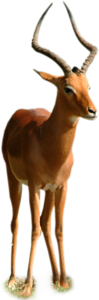 antilop_66.png