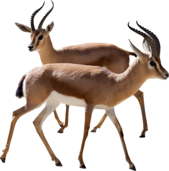 antilop_69.png