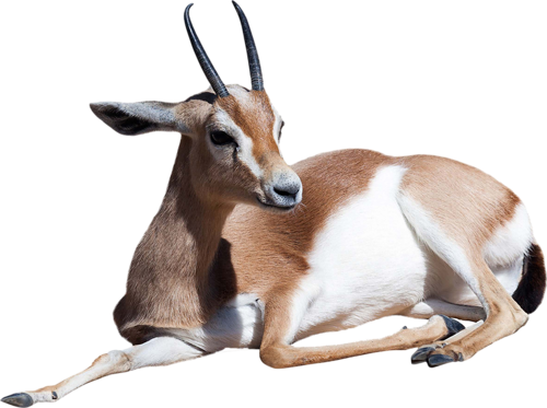 antilop_70.png