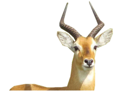 antilop_71.png