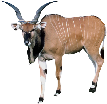antilop_72.png