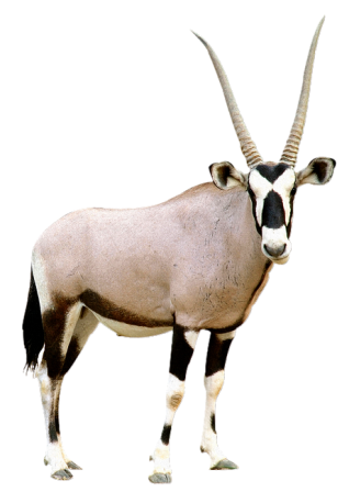 antilop_73.png