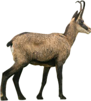 antilop_74.png