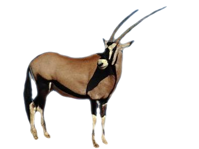 antilop_75.png