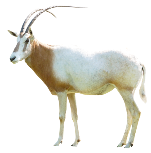 antilop_76.png