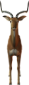 antilop_11