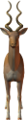 antilop_17