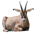 antilop_2