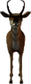 antilop_28
