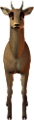 antilop_3