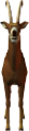 antilop_37