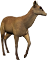 antilop_4