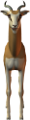 antilop_41