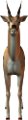antilop_48