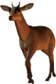 antilop_5