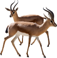antilop_69