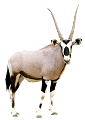 antilop_73