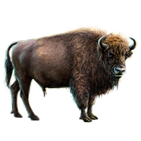 boleny_1.png