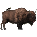 boleny_2