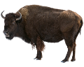 boleny_4